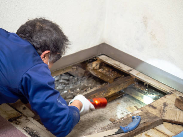 Best Residential Mold Removal  in Chariton, IA