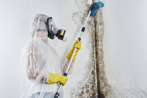 Home Mold Removal in Chariton, IA