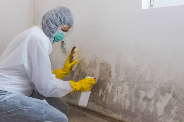 Best Mold Testing and Removal  in Chariton, IA