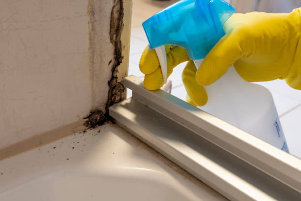 Best Commercial Mold Removal  in Chariton, IA