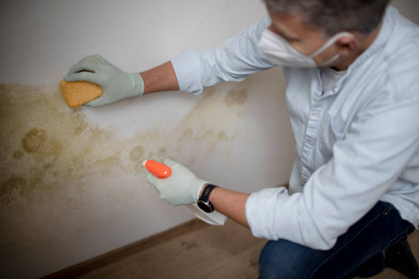 Best Toxic Mold Removal  in Chariton, IA