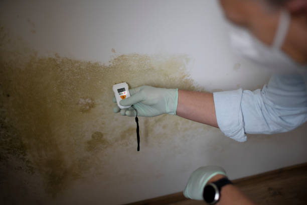 Best Mold Remediation  in Chariton, IA
