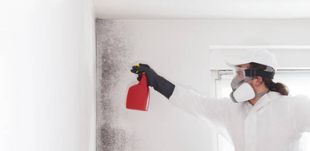 Best Attic Mold Removal  in Chariton, IA